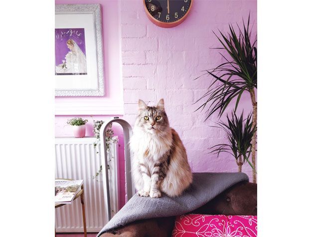 cat sat on brown arm chair in room with pink painted brick wall