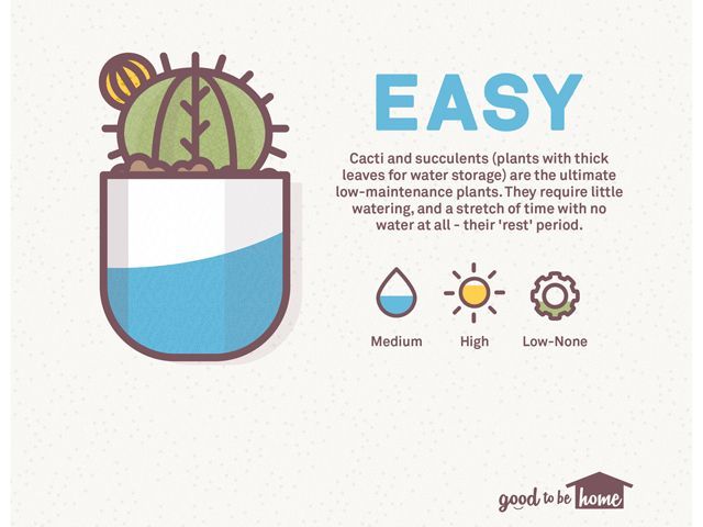 easy houseplants include succulents and cacti from the how to care for house plants infographic by Anglian Home Improvements