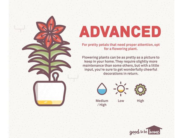 houseplants infographic with information on indoor plants that need advanced care