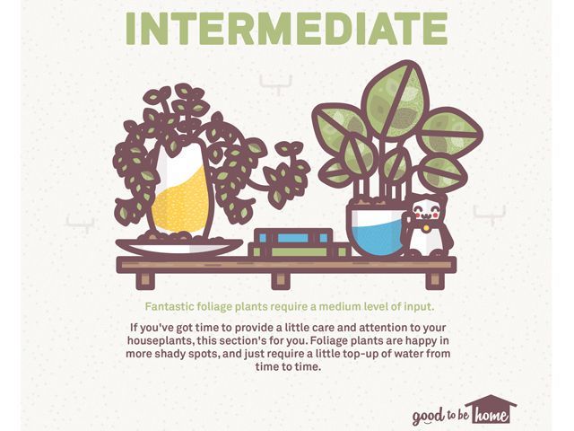 houseplants infographic featuring information on indoor plants that need intermediate care