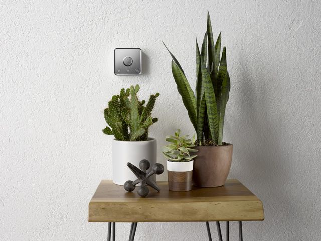 hive active heating dial in a hallway with a hallstand table and succulent plants