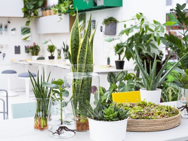 houseplants in water by ikea and indoor garden design #plantswork installation at chelsea flower show 2018
