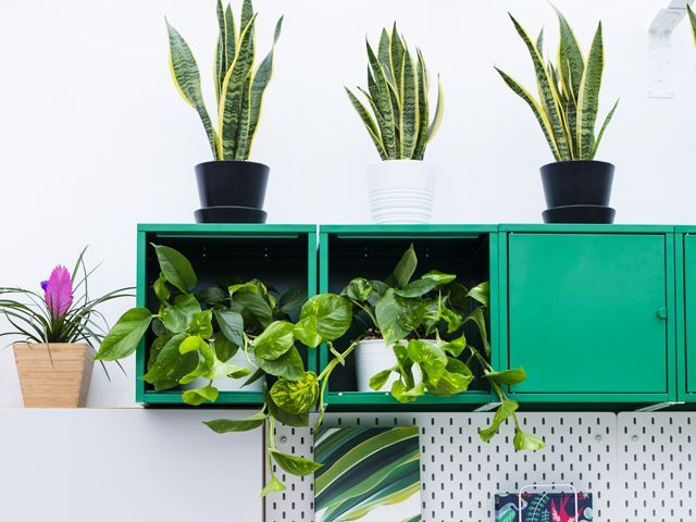 cabinet shelf in Ikea x Indoor Garden Design #plantswork installation at chelsea flower show 2018