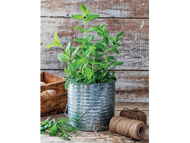 grown your plant in silver tin plant pot on wooden bench