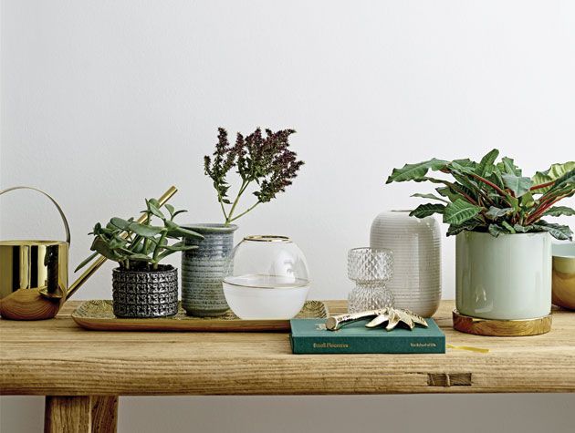 plants in decorative vases on table