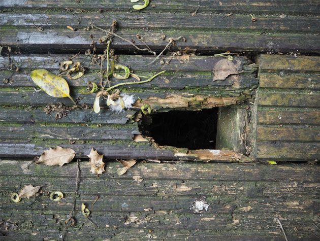 uneven rotting wooden garden decking