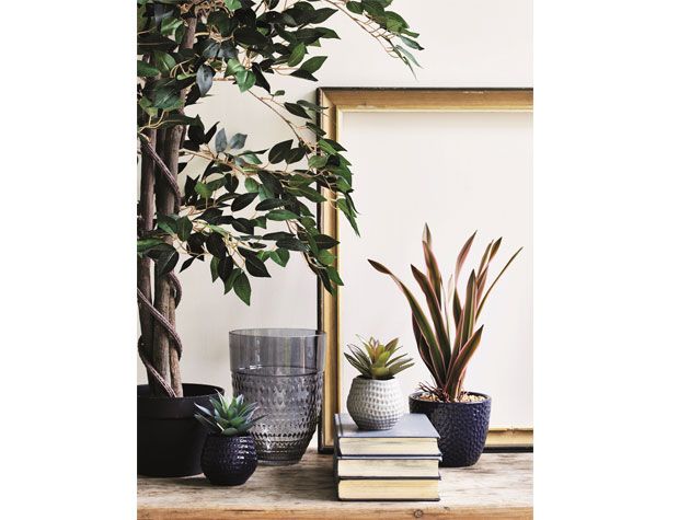 Eucalyptus tree and potted house plants placed on wooden desk with books -argos-home-living-room- goodhomesmagazine.com