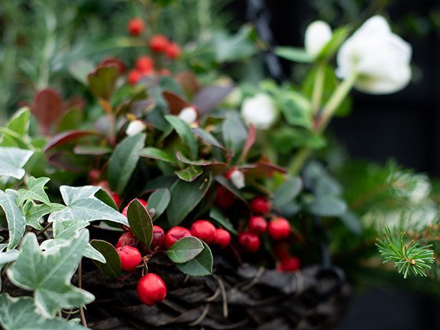 a close up of a Christmas themed hanging basket with red berries, white flowers and foliage - christmas foliage styling ideas - goodhomesmagazine.com 