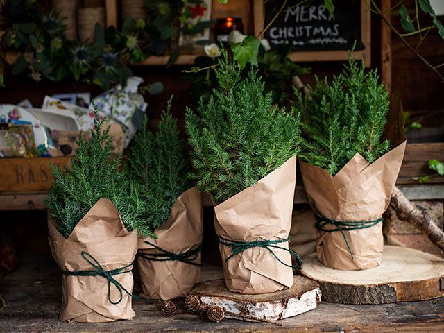 4 mini Christmas trees wrapped with string and craft paper on a table - christmas foliage styling ideas - living room - goodhomesmagazine.com 