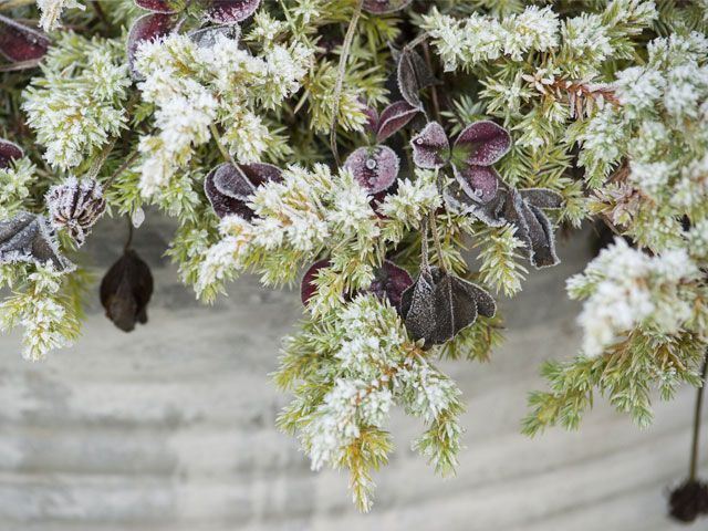 red and green plants in planter with snow fallen on them -pixabay-garden-goodhomesmagazine.com