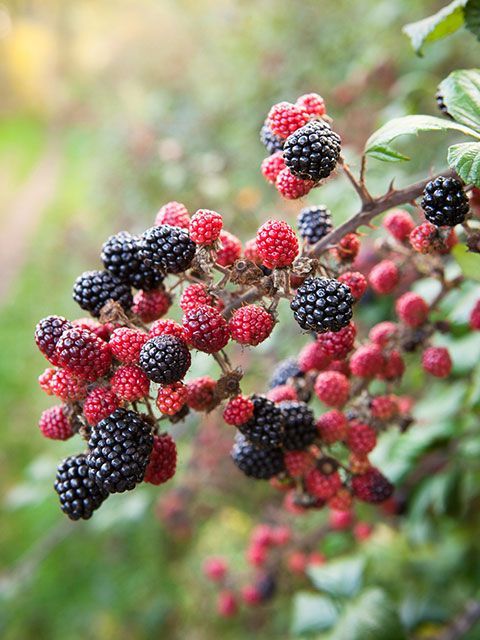 Sarah Raven blackberry plant with some fruit ripened and some not