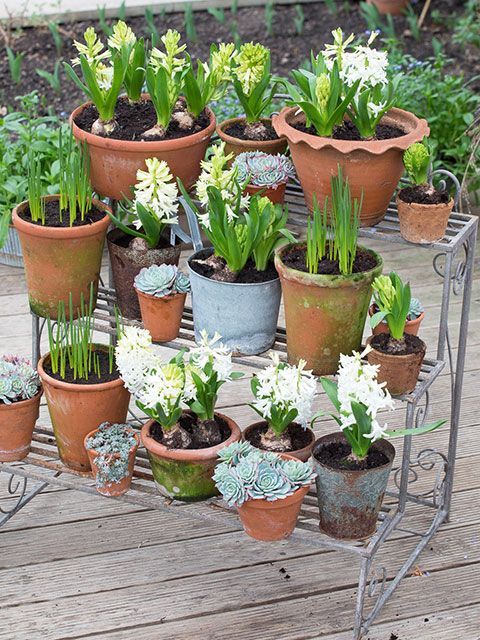 A collection of terracotta and metal pots with spring-flowering bulbs arranged on a tiered plant stand