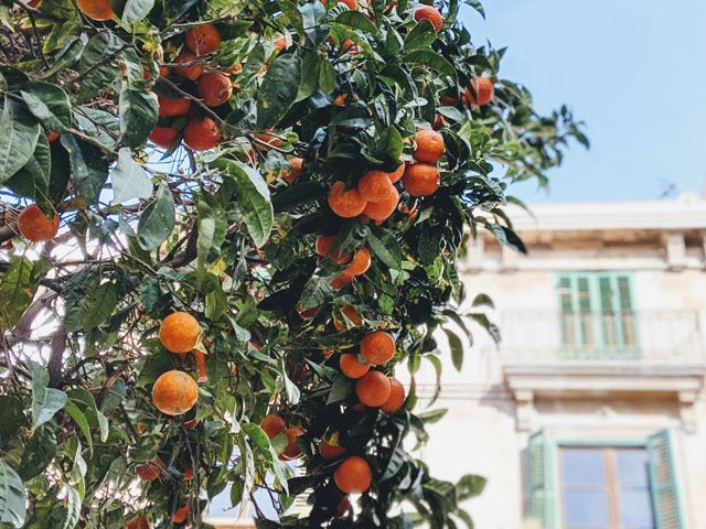 orange tree with house in background on a sunny day with blue sky