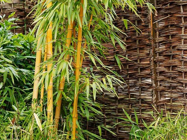 Bamboo tropical garden plant uk.jpg