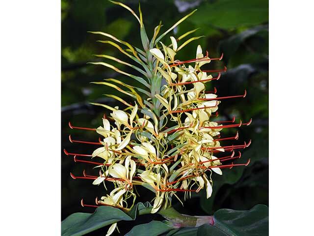 Ginger lily Hedychium tropical garden plant UK