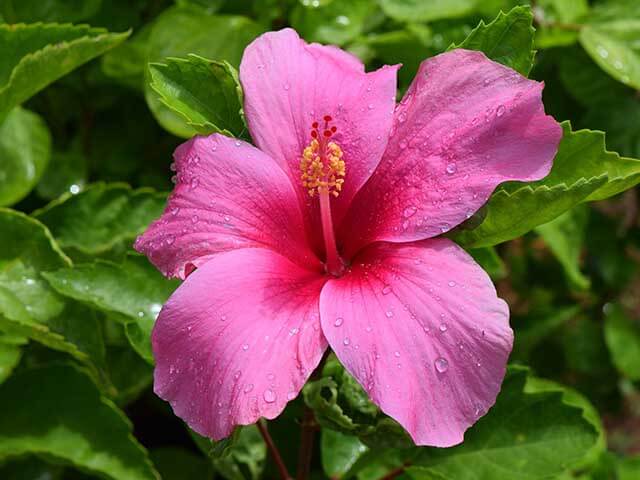 Hibiscus tropical garden plant uk.jpg