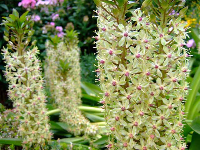 Pineapple lily Eucomis comosa tropical garden plant uk