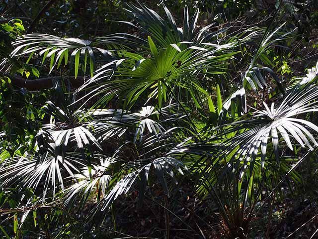 Trachycarpus Fortunei tropical garden plant uk