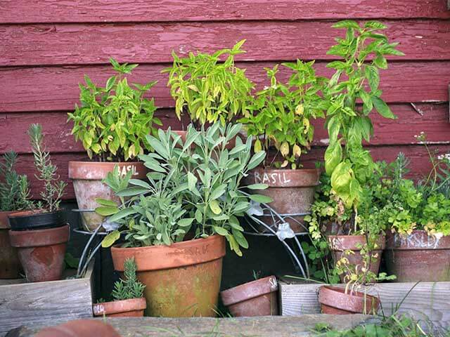 aromatic herbs in pots in garden - keep wasps away - goodhomesmagazine.com