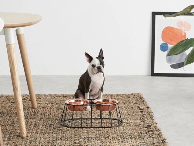 dog at copper feeding bowls in a dining area from the stylish pet accessories at made.com