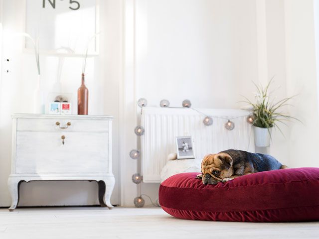 dog on a red velvet bed from Cuckooland on a cream carpet floor with white furniture