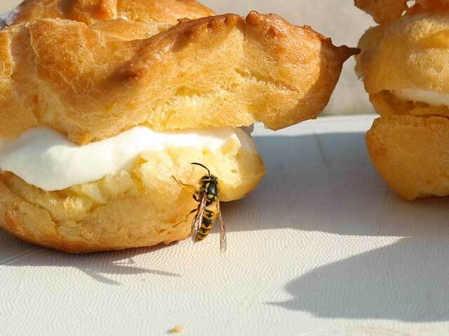 Wasps on food - how to keep wasps away dining outside - goodhomesmagazine.com