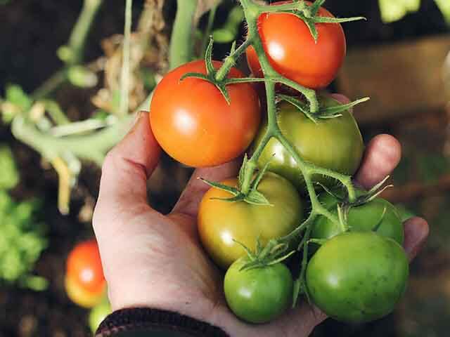 tomato plant - how to keep plants alive while on holiday - goodhomesmagazine.com