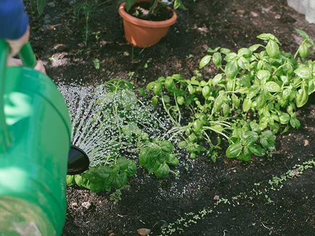 green watering can watering plants - how to keep plants alive while on holiday - goodhomesmagazine.com