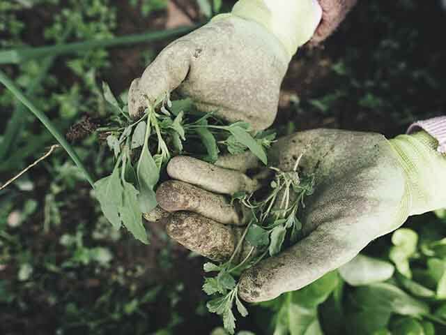 weeding in garden - how to keep plants alive while on holiday - goodhomesmagazine.com