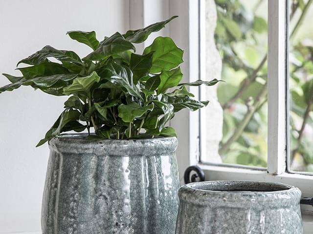 houseplant in window looking out onto garden - improve home and mental health - goodhomesmagazine.com