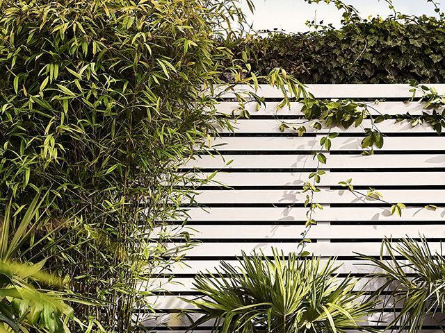 garden fence painted in light colour with overgrowing plants from cuprinol - goodhomesmagazine.com