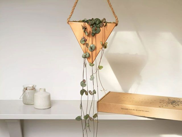 bloom and wild hanging plant from their new home gift collection