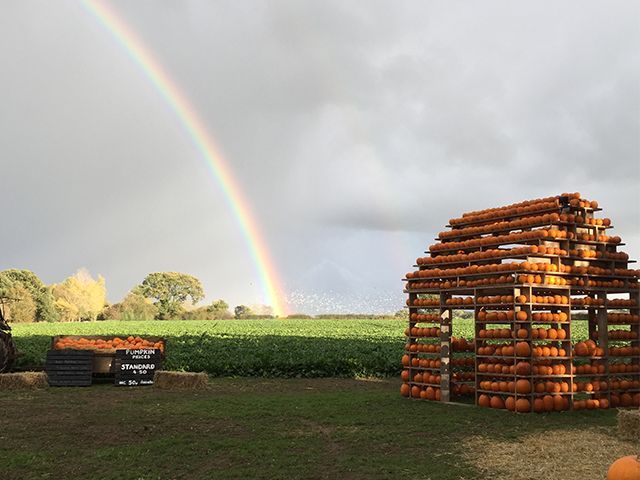 brookhillfarm pumpkin patch - 10 of the best pumpkin patches to visit this halloween