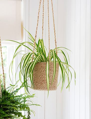 garden trading plant - top 9 kitchen accessories for aw19 - shopping - goodhomesmagazine.com