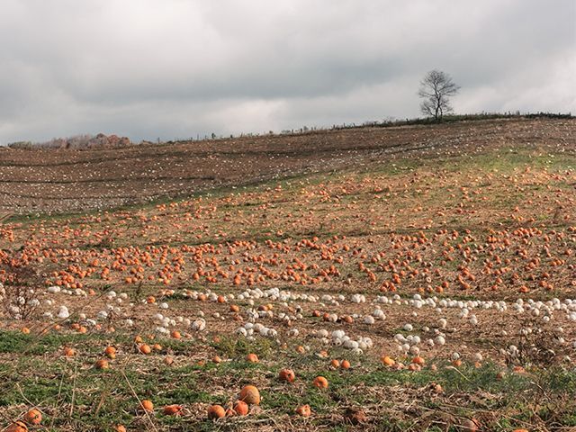 pumpkin field: where to pick your own pumpkin this halloween 