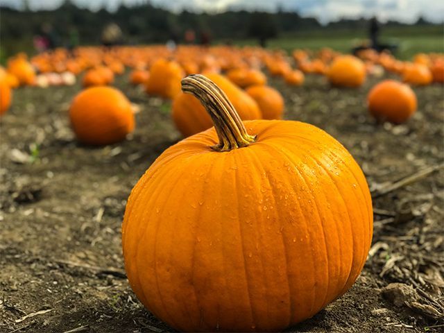 pumpkins on a pumpkin patch: where to pick your own pumpkin this halloween