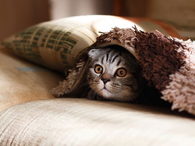 Cat underneath cushion Credit Mikhail Vasilyev