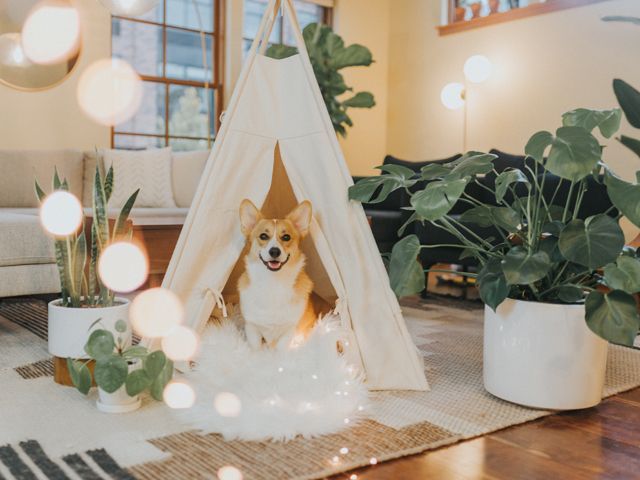 Dog in tepee in living room - Credit: Cole Keister