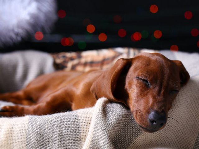 Dog sleeping on blanket - Credit: Shutterstock