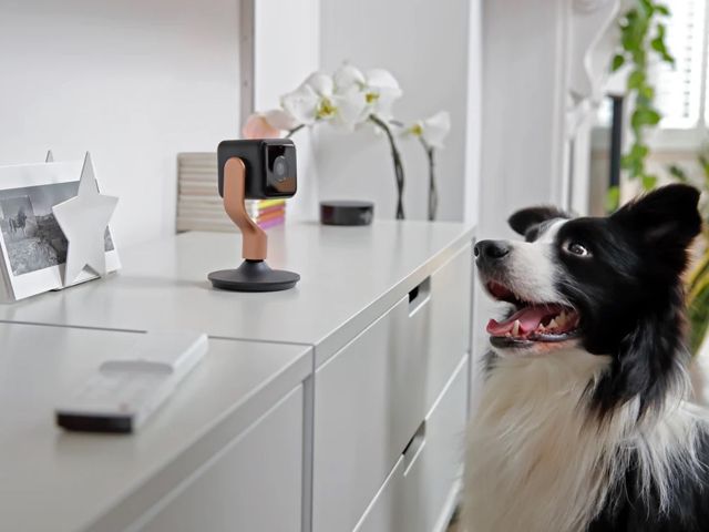 Hive View Smart Indoor Camera with Dog - Credit: Hive