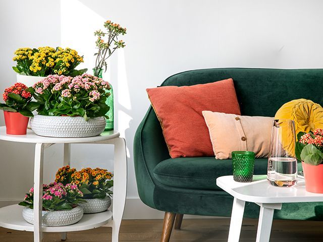 kalanchoe flaming katy livinf room plant set up - inspiration - goodhomesmagazine.com