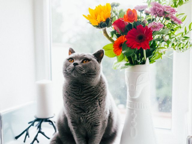 Russian Blue cat perched beside bouquet of flowers - Credit: Josh Couch 