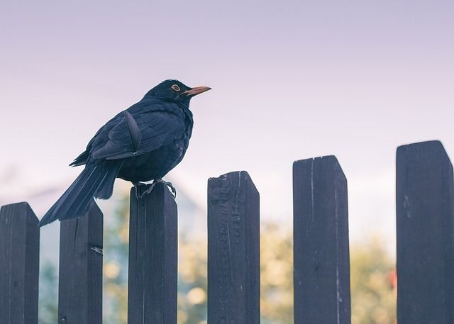 Bird standing on fence. Credit: KatinkavomWolfenmond
