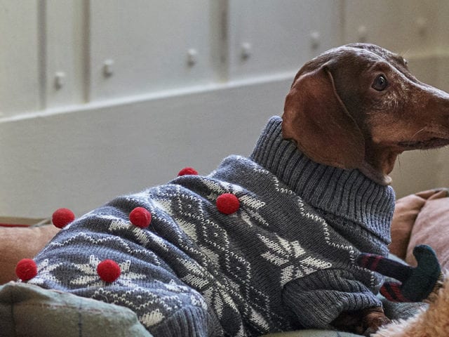 christmas pet guide