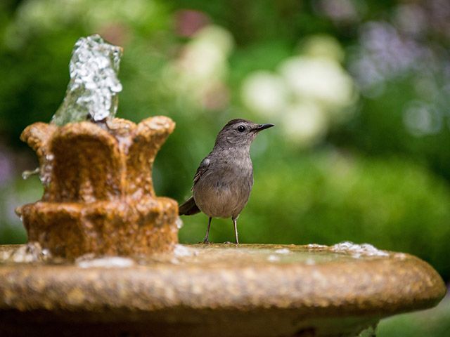 dan wayman bird bath