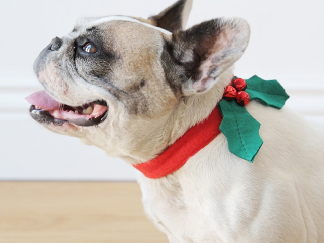 christmas dog collar