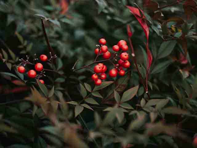 jessica furtney berries - how to inject colour into your garden this winter - garden - goodhomesmagazine.com