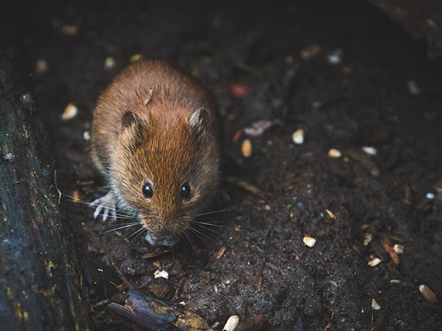 mouse pexels - natural ways of getting rid of pests - news - goodhomesmagazine.com
