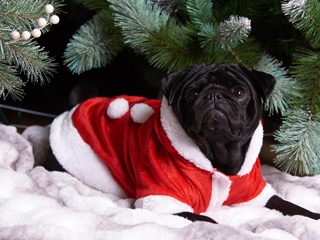 pug in christmas santa suit