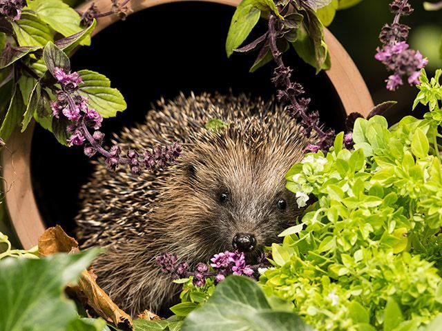hedgehog in a house in a garden - goodhomesmagazine.com